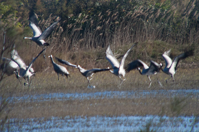 Grues (Grus grus)