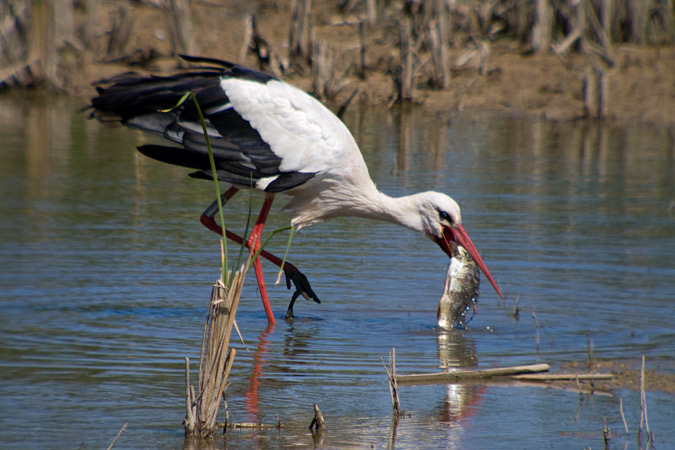 Cigonya (Ciconia ciconia) 1de3