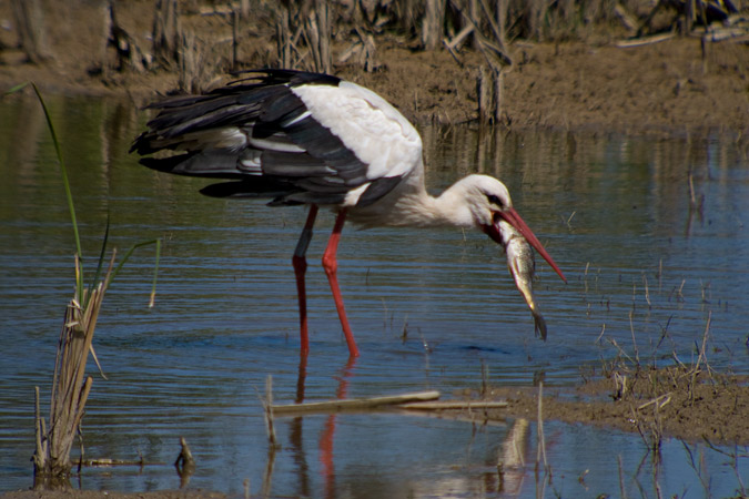 Cigonya (Ciconia ciconia) 2de3