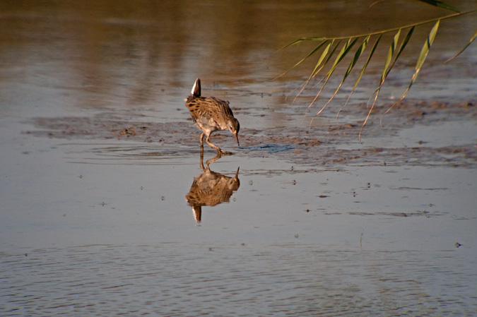 Rascló ( Rallus aquaticus )