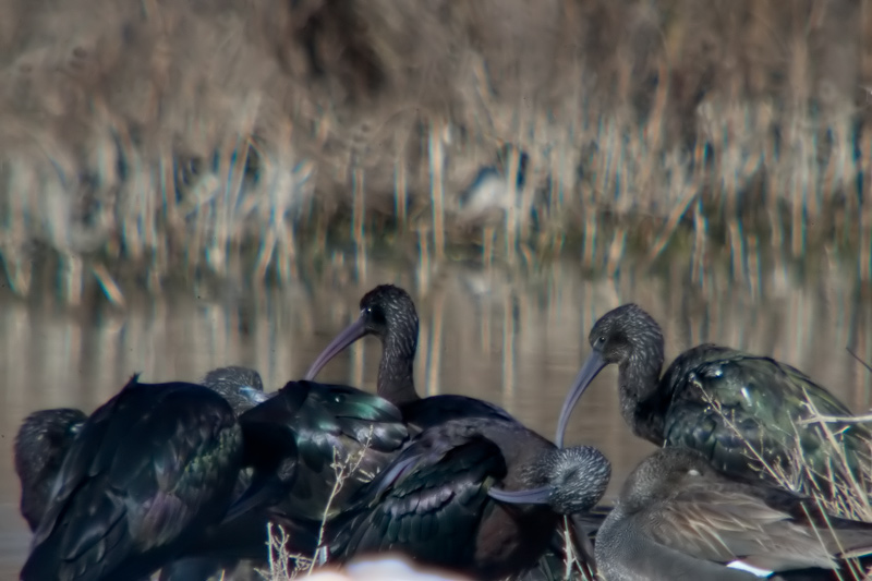 Capó reial (Plegadis falcinellus)