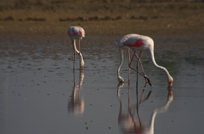 Flamenc (Phoenicopterus roseus)