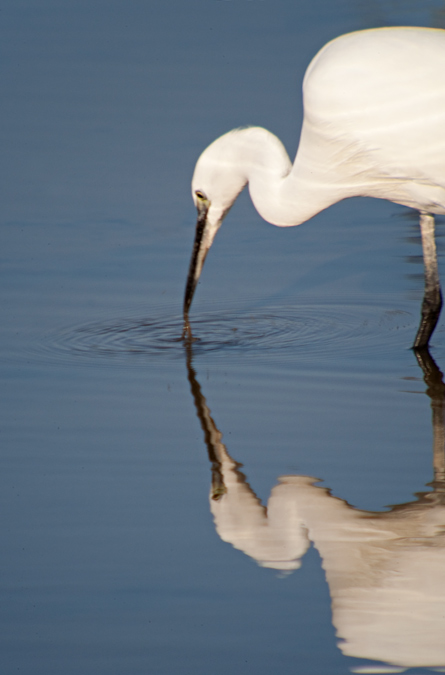 Martinet blanc (Egretta garzetta) 1de3