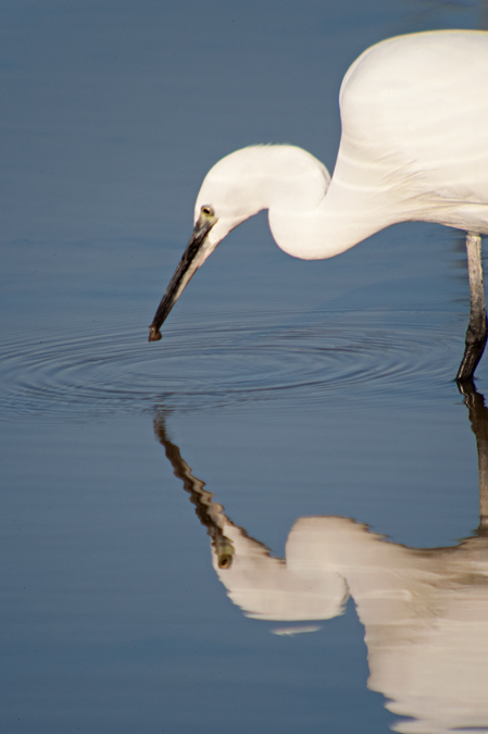 Martinet blanc (Egretta garzetta) 2de3