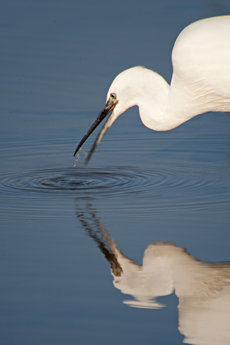 Martinet blanc (Egretta garzetta) 3de3