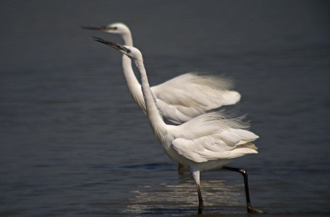 Martinet blanc ( Egretta garzetta)