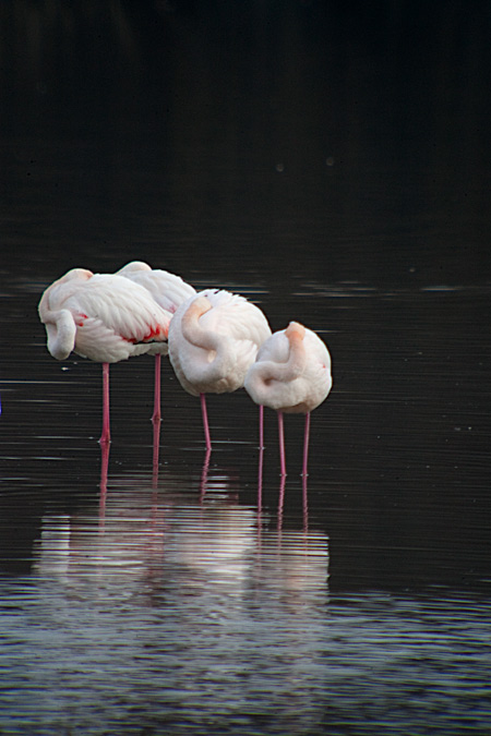 Flamenc (Phoenicopterus ruber) 1de2