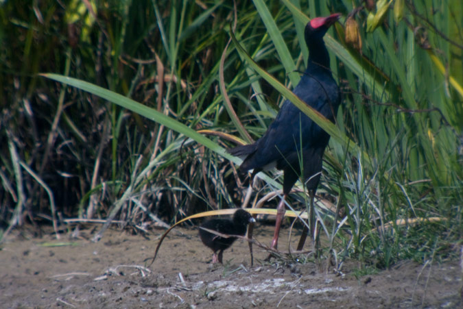 Polla blava i pollet (Porphyrio porphyrio)