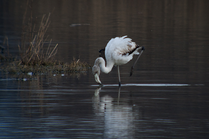 Flamenc (Phoenicopterus ruber) 2de2