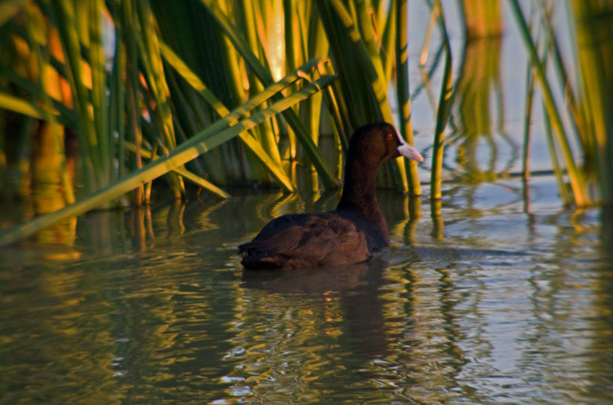 Fotja vulgar (Fulica atra)