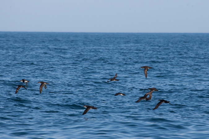 Baldriga mediterrànea (Puffinus yelkouan) 1de2