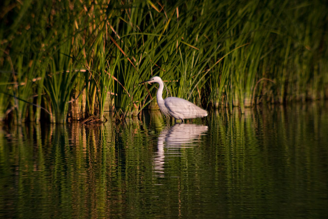 Martinet blanc ( Egretta garzetta)