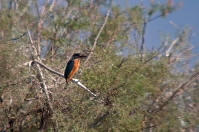 Blauet (Alcedo athis)