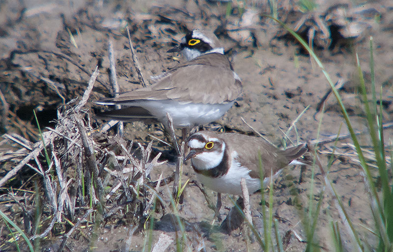 Corriol petit ( Charadrius dubius )