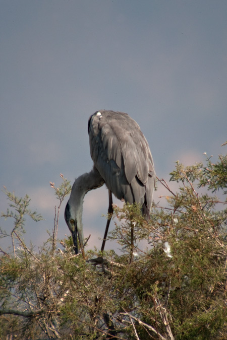 Bernat pescaire (Ardea cinerea)