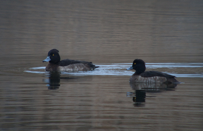 Morell de plomall (Aythya fuligula)