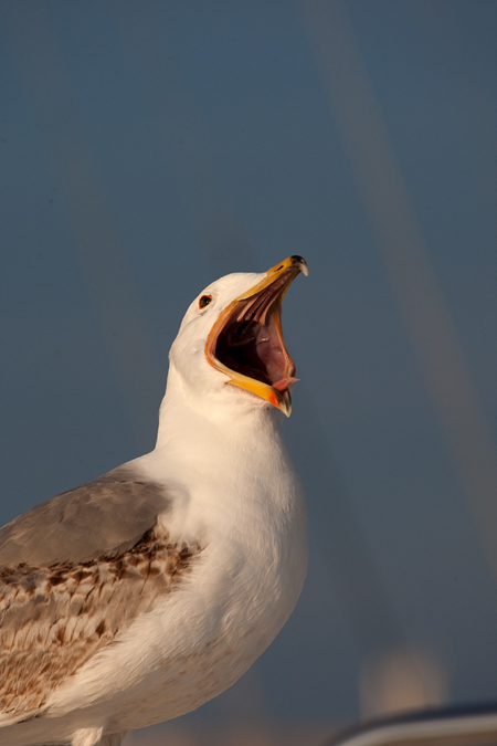 Gavià argentat (Larus cachinnans)