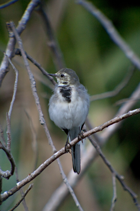 Cuereta blanca (Motacilla alba)