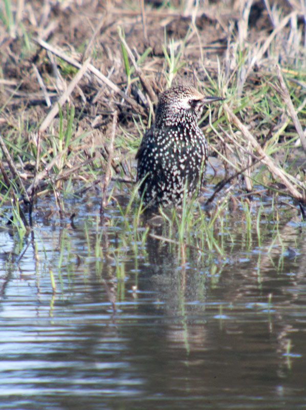 Estornell vulgar (Sturnus vulgaris)