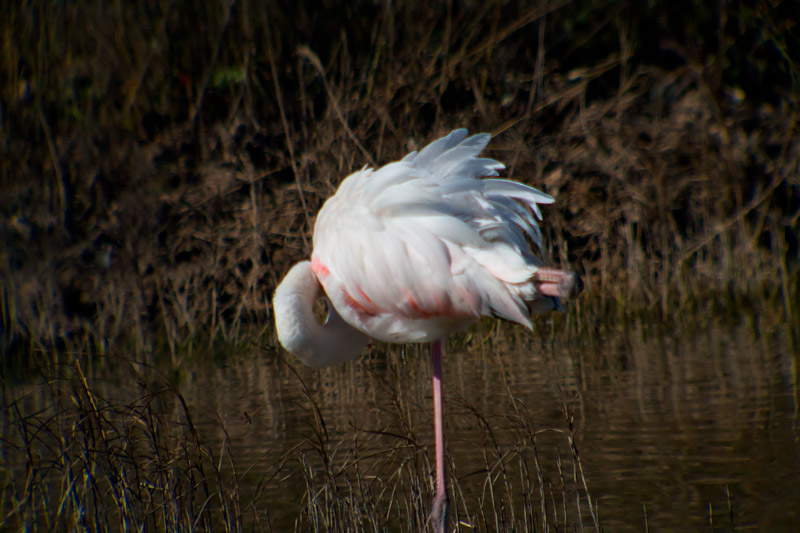 Flamenc (Phoenicopterus ruber)