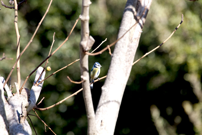 Mallarenga blava  (Parus caeruleus)