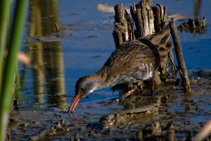 Rascló ( Rallus aquaticus ) 3 de 3