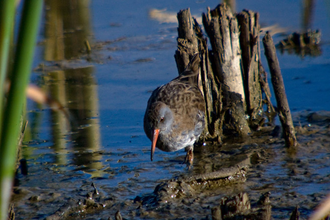 Rascló ( Rallus aquaticus ) 2 de 3