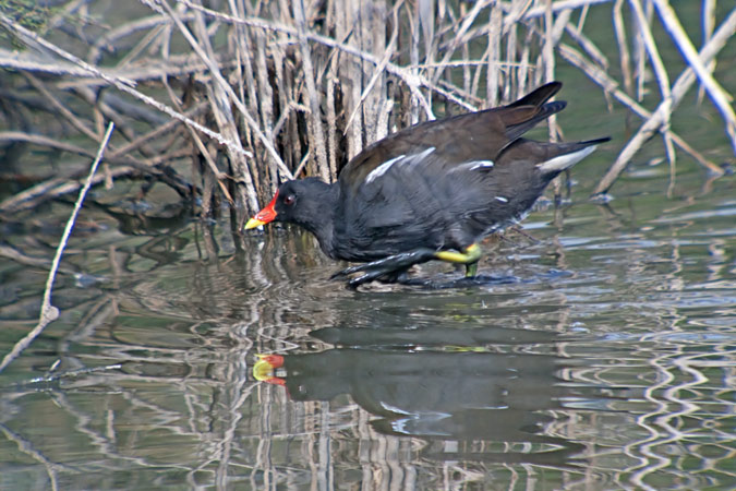 Polla d'aigua (Gallinuga chloropus)