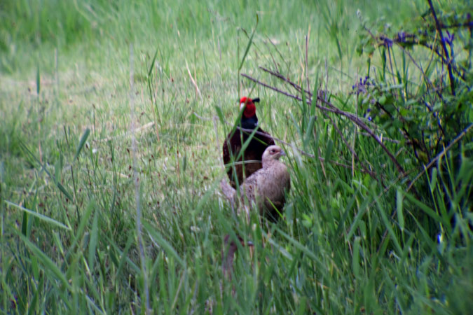 Faisà i Sra. (Phasianus colchicus)