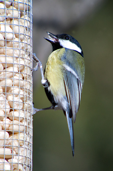 Mallarenga carbonera (Parus major)