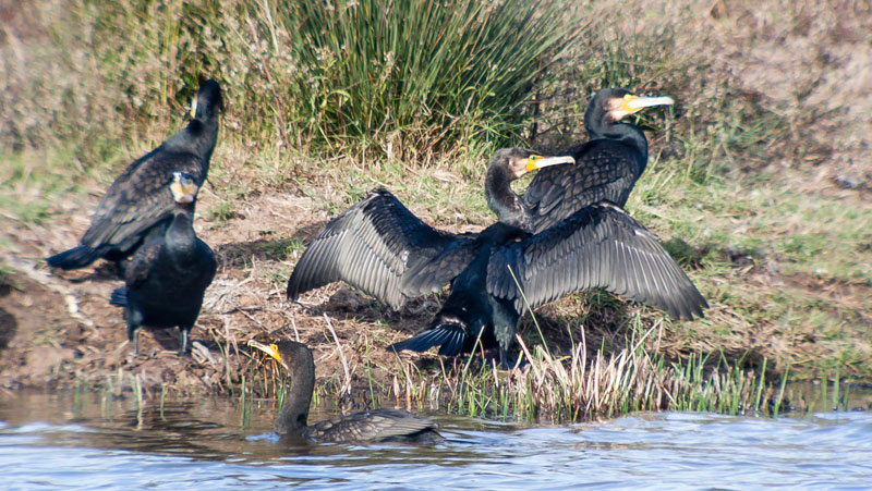 Corb marí gros (Phalacrocorax carbo)