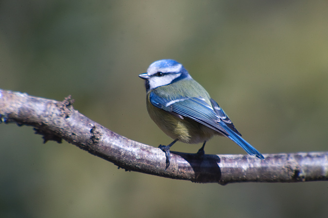 Mallarenga blava (Parus caeruleus)