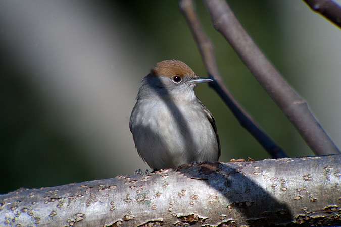 Tallarol de casquet femella (Sylvia atricapilla)