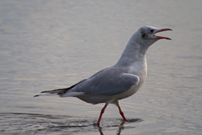 Gavina vulgar (Larus ridibundus)