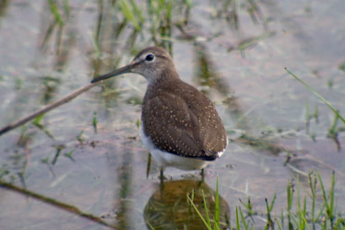 Xivita (Tringa ochropus)