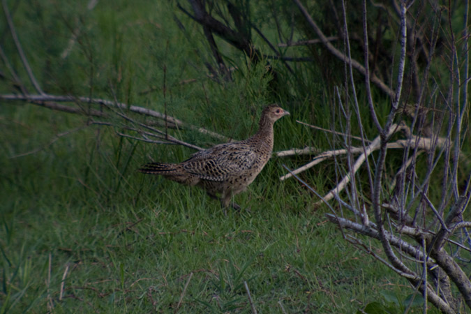 Faisá femella (Phasianus colchicus)