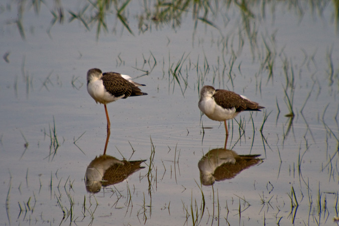 Cames llargues (Himantopus himantopus)