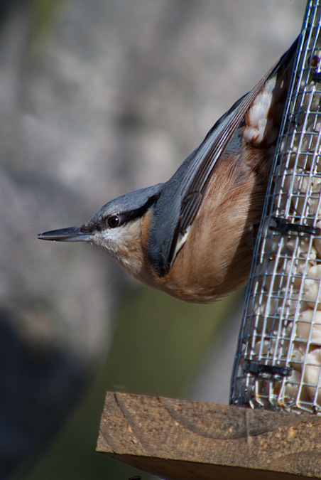 Pica-soques blau (Sitta europaea)