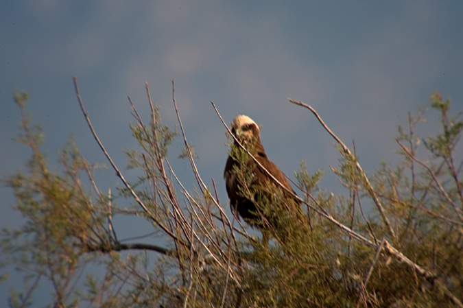 Arpella vulgar (Circus aeruginosus)