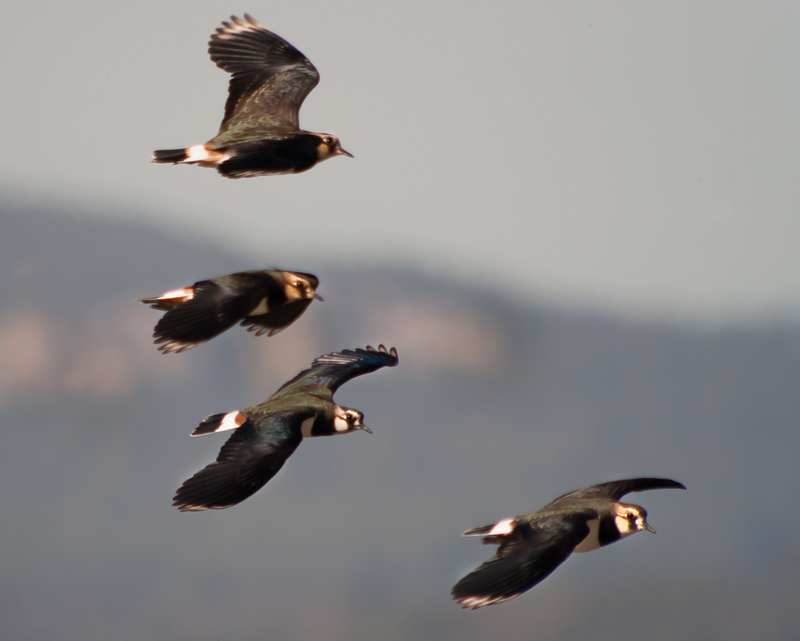 Fredeluga europea (Vanellus vanellus)