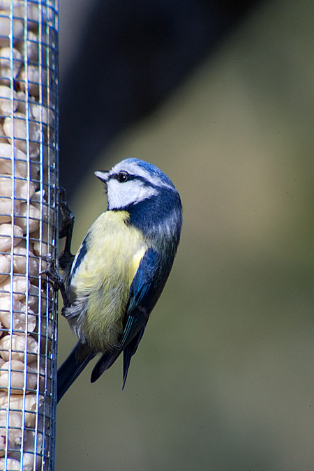 Mallarenga blava (Parus caeruleus)