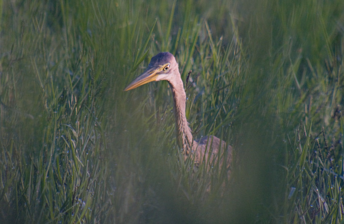 Agró roig (Ardea purpurea)  2de3