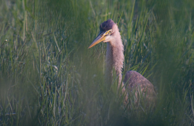 Agró roig (Ardea purpurea)  3de3