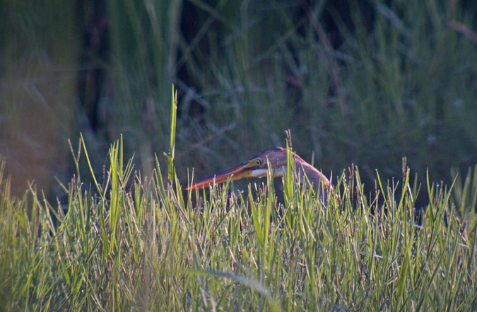 Agró roig (Ardea purpurea)  1de3