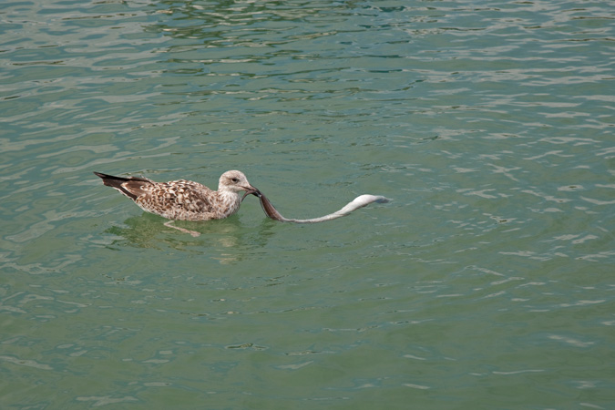 Gavià argentat (Larus michahellis)