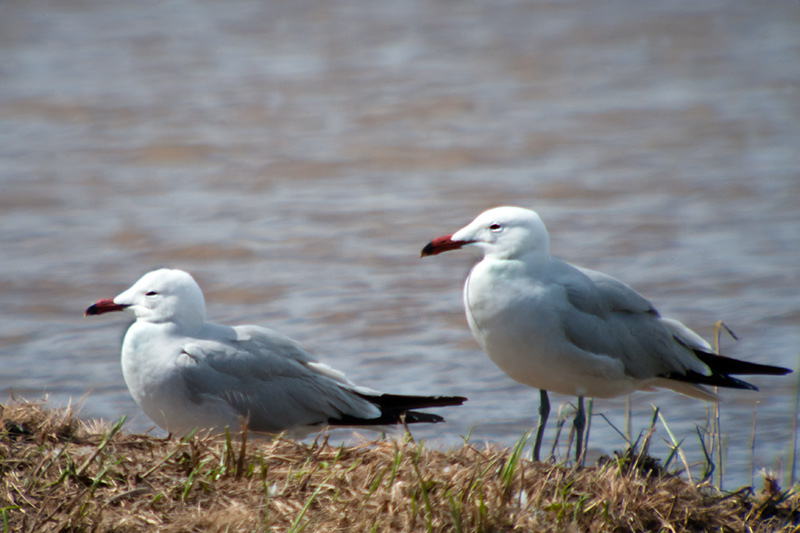 Gavina corsa (Larus audouinii)