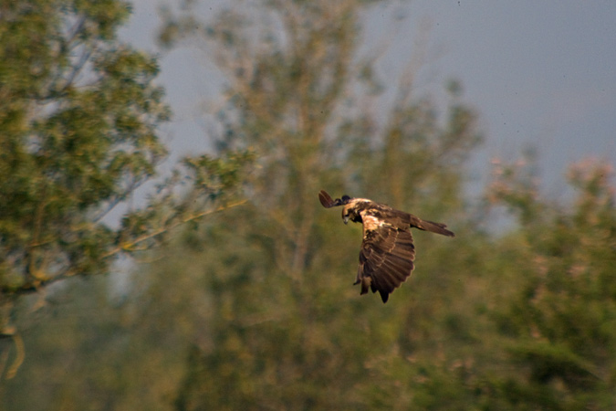 Arpella vulgar (Circus aeruginosus)