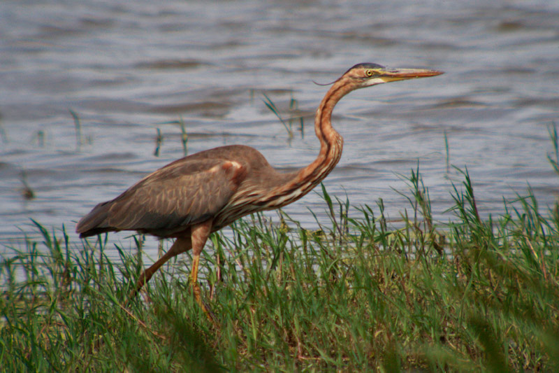 Agró roig (Ardea purpurea)