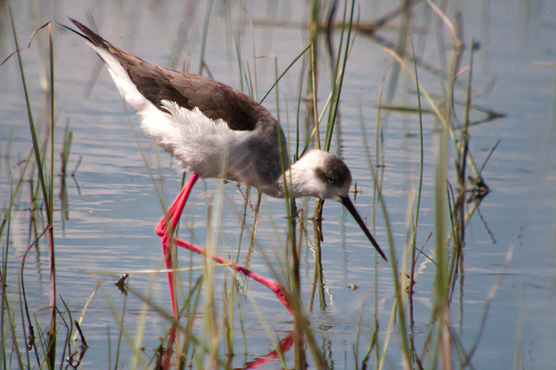 Cames llargues (Himantopus himantopus)