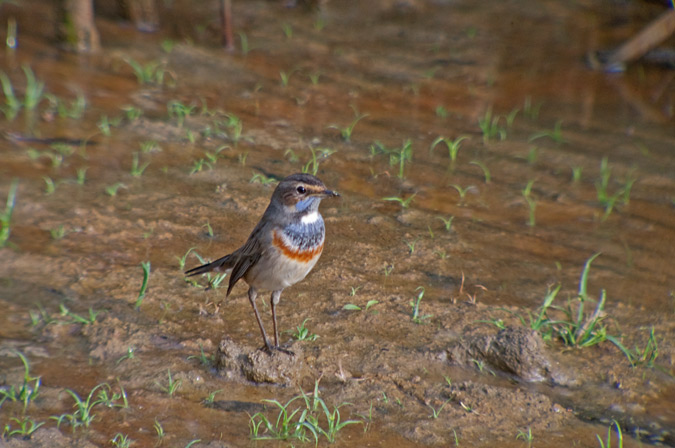 Cotxa Blava(Luscinia svecica)